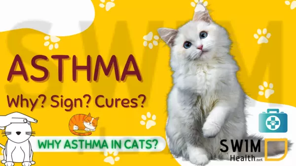 Cat Asthma Attack Symptoms Treatment Swim Health