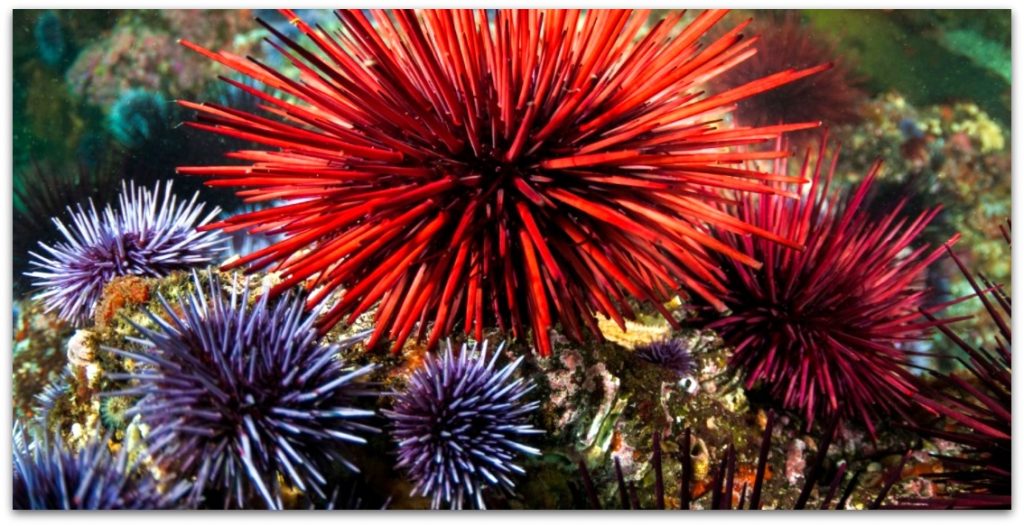 Sea Urchins Image