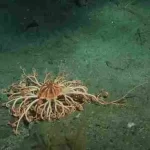 What is Basket Starfish