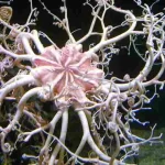 Basket Starfish Hidden Treasure Aquatic