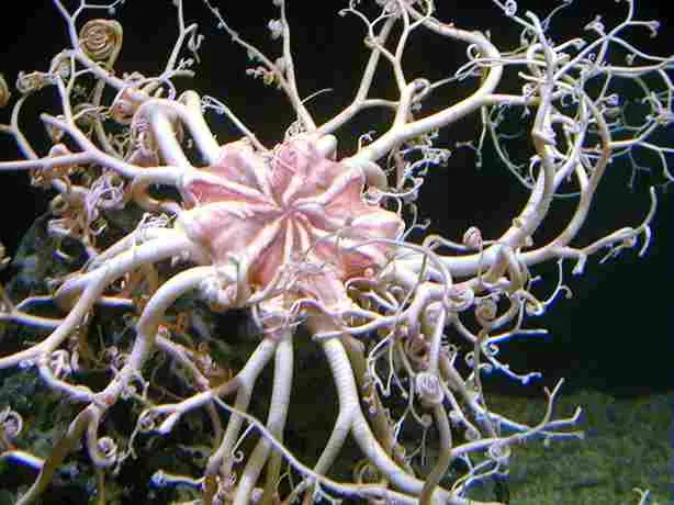 Basket Starfish Hidden Treasure Aquatic
